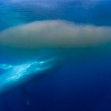 Отложения ушного воска у синих китов, напоминающие годовые кольца деревьев