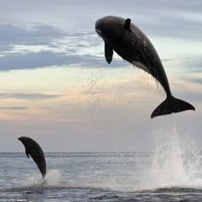 Погоня огромной косатки за дельфином