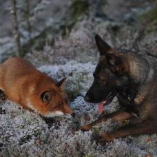 Дружба, как она есть: лис и пёс