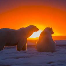 Незабываемый арктический закат c белыми медведями
