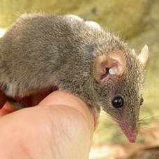 В австралии обнаружили новый вид сумчатой мыши