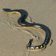 Морские змеи могут не пить до семи месяцев
