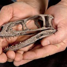 10 недавно обнаруженных видов ископаемых ящеров