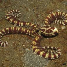 Мимический индонезийский осьминог (лат. thaumoctopus mimicus)