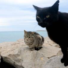 Люди бросают черных котов из-за их нефотогеничности