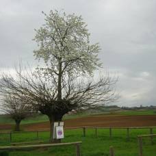 Двойное дерево касорцо: дерево, растущее на верхушке другого дерева