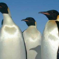 Пингвины потеряли способность различать большую часть вкусов
