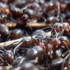 Биологи нашли в муравейниках туалеты