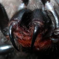 Яд паука рода phoneutria поможет восстановить мужскую силу