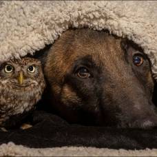Как собака и сова дружбу водили