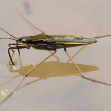 Раскрыт секрет прогулок насекомых по поверхности воды