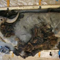 В якутии найдена уникальная мумия древнего бизона