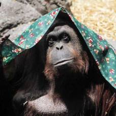 Орангутана из аргентины наделили правами человека
