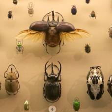 Разнообразие современных жуков объяснили их стойкостью к вымиранию