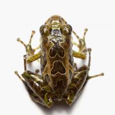 Ученые в эквадоре обнаружили лягушку-трансформера