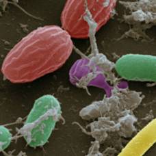 Идентифицировать личность можно по микробам на теле человека