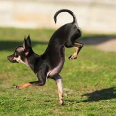 Собака по кличке конжо - рекордсмен по бегу на передних лапах