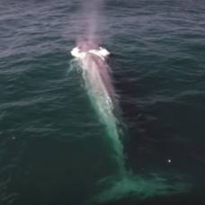 Синий кит внезапно появился в передаче о том, что китов трудно найти