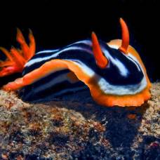 15 удивительно красивых морских существ