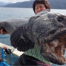 Японец выловил двухметровую рыбу-монстра
