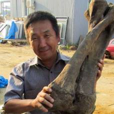 В якутии нашли скелет самого большого слона, жившего 100 000 лет назад
