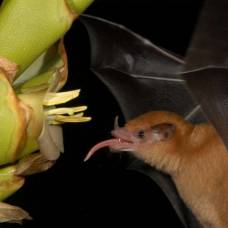 Травоядная летучая мышь пьёт нектар, используя язык как насос