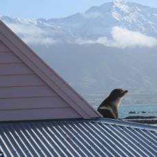 В новой зеландии спасли морского котика, который от страха залез на крышу