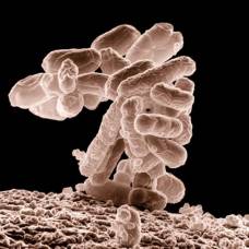 Значительный численный перевес бактерий в теле человека оказался мифом