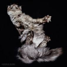 Фотопроект: кошки снизу (under-cats)