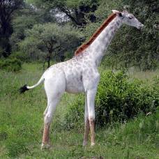 В танзании нашли белого жирафа и назвали его в честь чистящего средства