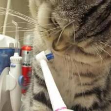Кот, который очень любит чистить зубы