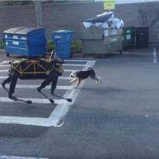 Робот-Собака подралась с живым псом