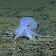 Ученые обнаружили «призрачного» осьминога на рекордной глубине