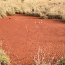 Странные "волшебные круги" обнаружены в австралийской пустыне