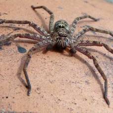 Heteropoda maxima - самый большой паук в мире