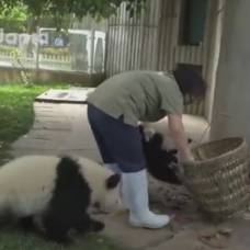 Детеныши большой панды сорвали уборку в вольере