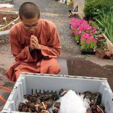 В канаде буддийские монахи выпустили на волю 272 килограмма лобстеров