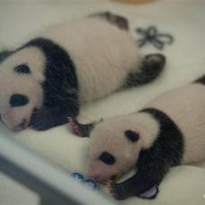 В китае панды-двойняшки в первый раз вышли в свет