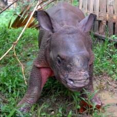 В индии маленьких носорогов спасли от наводнения