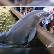 В сша дельфин попытался ограбить посетительницу парка развлечений