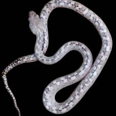 На мадагаскаре открыли вид «призрачных» змей