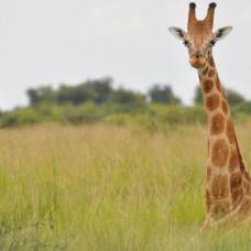 Генетический анализ обнаружил целых четыре новых вида жирафов вместо одного
