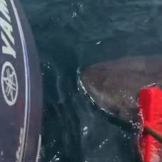 Австралийский рыбак отбился от белой акулы садовой метлой