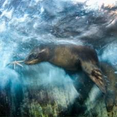Победители ежегодного конкурса фотографий дикой природы wildlife photographer 2016