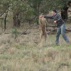 Австралиец подрался с кенгуру, защищая свою собаку