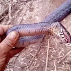 Змея притворилась мертвой, чтобы спастись от человека