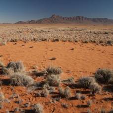 Раскрыта тайна появления "ведьминых кругов" в пустыне намиб