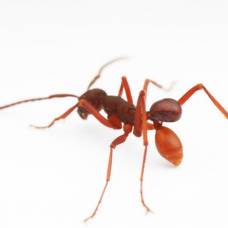 Открыт новый вид жуков, путешествующих на "муравьином такси"