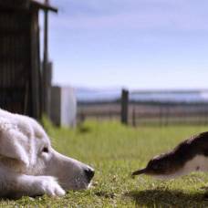 В австралии умер пес, всю жизнь защищавший пингвинов
