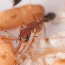 Будущие муравьиные королевы заявляют о себе ещё личинками